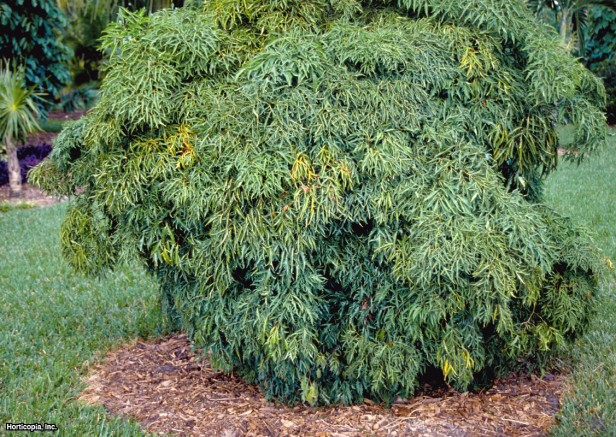 مینگ آرالیا